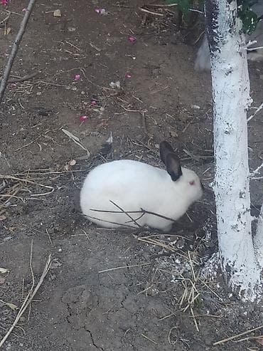 col dovşanı: 4eded temiz qan kaliforniya dovşanları 3dişi 1erkek. Erkek ayri qandi — 3