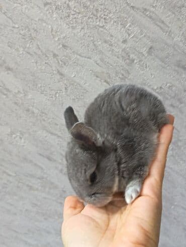 dovşan qiymətləri: Dovşanlar — 6