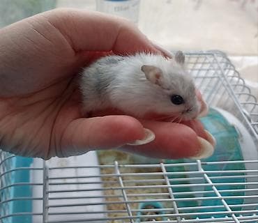 cunqarik satisi: 1 aylıq ağ və boz rəngli cunqariklər satılır. Tam evdə bəslənilmiş — 7