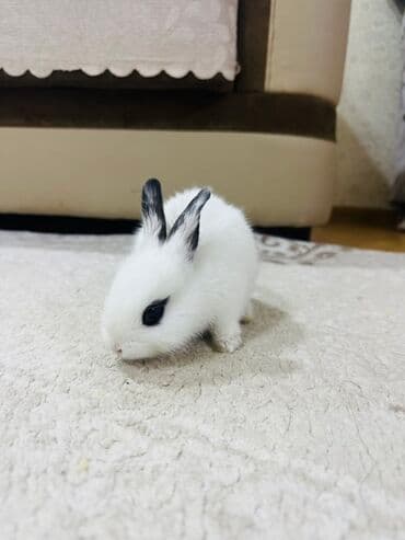 karlik dovşanlar: Miniatur dekorativ dovşan balası - Rəng: ağ tüklər, qulaqların ucları — 1