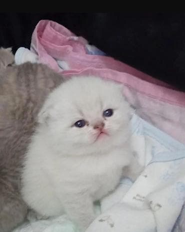 dovşan balası: Şotland yastı qulaq — 3