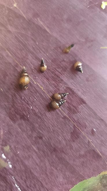 şpits itleri qiymeti: Melena ilbizi ədədi 50 qəpiy ünvan Şüvəlan 30+ götürən olsa koroğluya — 1