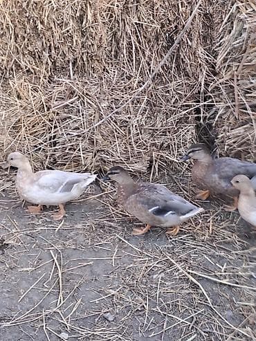 Məhsul: karlik Ördəklər (bir neçə baş) Təsvir: - Fotoşəkildə müxtəlif