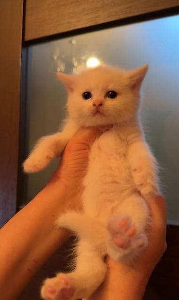 heyvan bazari: Şinşilla, Erkək, Dişi — 2