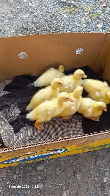 ördək balası və cücə: Dişi, Damazlıq, Pulsuz çatdırılma — 1