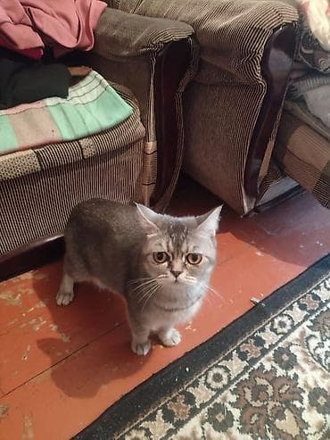 Pişiklər: Britan — 1