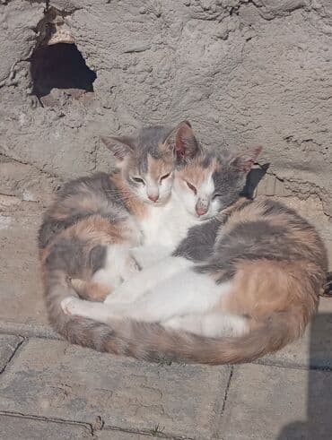 pulsuz pişik balaları 2023: Salam,öz pisiyimizin balalaridi,saglam temiz balalardi,temennasiz — 1