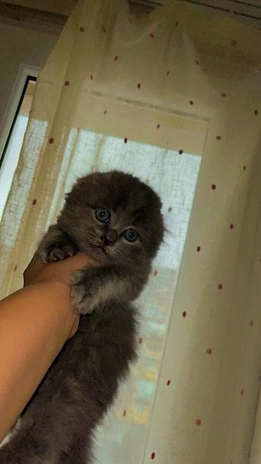 dana satişi: Şotland yastı qulaq — 8