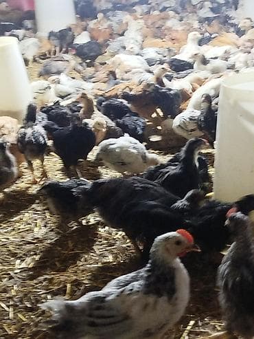 xarkov cuce: Toyuq cücələri, Ətlik, Pulsuz çatdırılma — 2