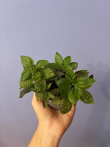 ezvay bitkisi: İçməkan bəzək bitkisi – Aqualqa (Hypoestes/“Polka dot plant”) tipli — 1
