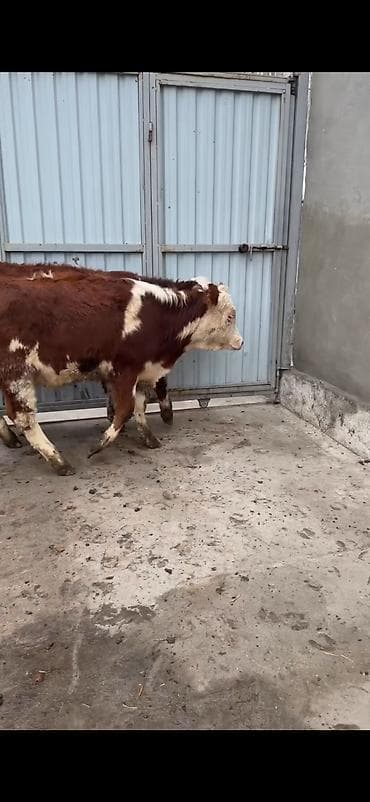 Heyvanlar üçün mallar: Məhsul: Simmental tipli dana cütlüyü - Rəng: qırmızı-ağ ləkəli, açıq — 4