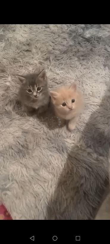 Gəmiricilər: Tabbi, Yaxşı əllərə — 3