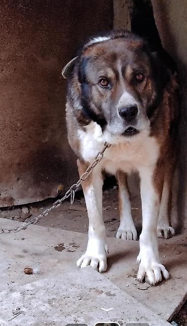 turkmen alabay itleri: Qurdbasar, 2 il, Erkek — 2