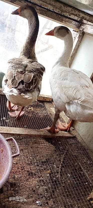 Eşşəklər: Qazlar – 1 cüt - Növ: ev qazı (iri cüssəli, məsul yumurta və ət üçün — 6