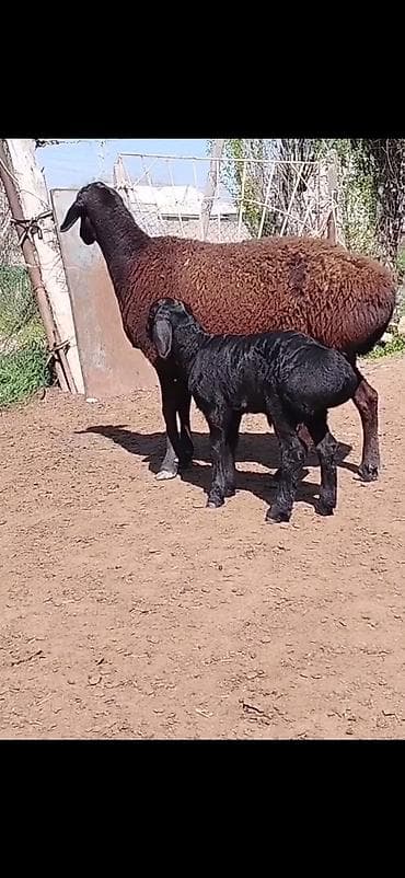 brama cucə satışı: Qoyun və quzu dəsti - Cins: ehtimalən qaragül/yerli ətlik tip — 2