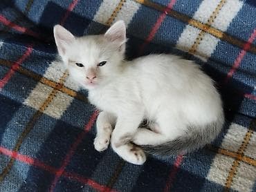kot: Yaxşı əllərə — 3