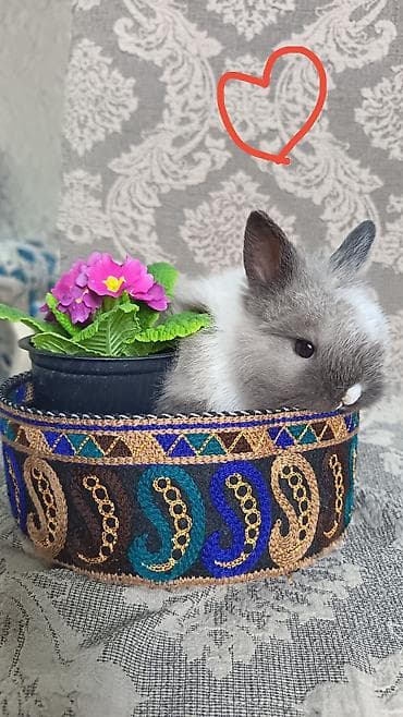 scottish fold satilir: Cinsler — 3