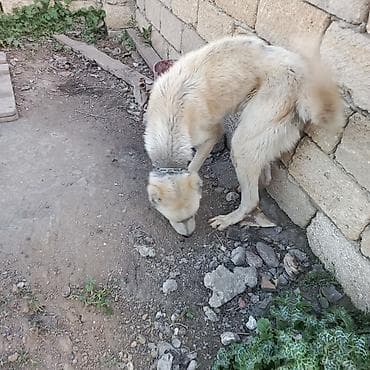 Alabay, 2 il, Erkek, Ünvandan götürmə lalafo.az -da Alabay, 2 il, Erkek, Ünvandan götürmə