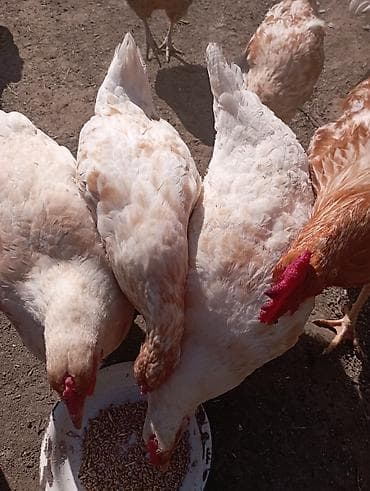 toyuq ayağı: Toyuq, Ətlik — 8