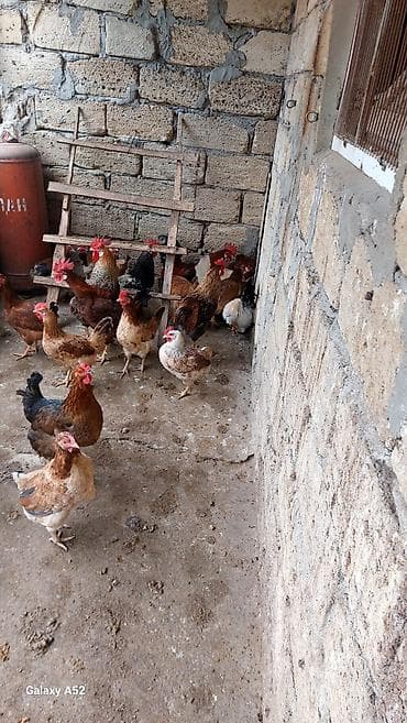 Ördəklər: Məhsul: Ev quşları – xoruz 7 ayliq heyvanlardi balacaliğlarindan — 4