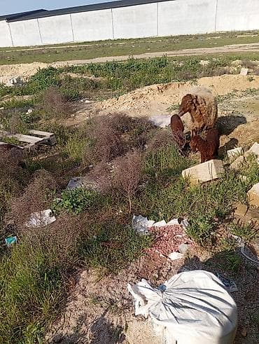 Бараны, овцы: Qoyun ana və 2 quzu dəsti - Cins: yerli qoyun (quzu rəngi — 6