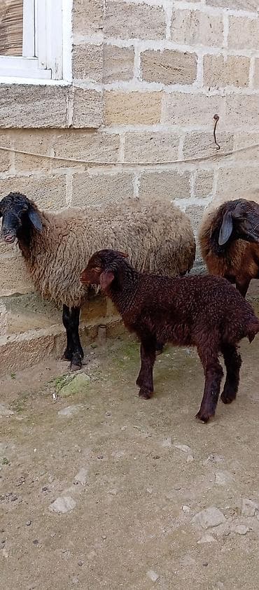 Gəmiricilər: Salam ünvan Bakıin maştağa kendi — 3