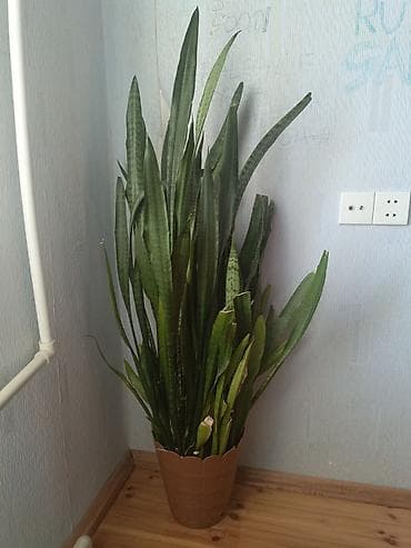 ciledagi bitkisi: Sansevieria (Qaynanadili) – böyük ölçülü otaq bitkisi - Növ — 1