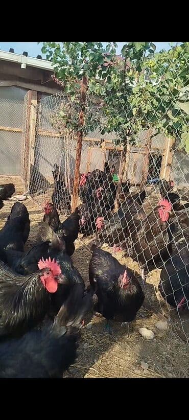 cuce dami: Alman cinsi australorp cücə və yumurta sifarişi qəbul olunur. bütün — 6