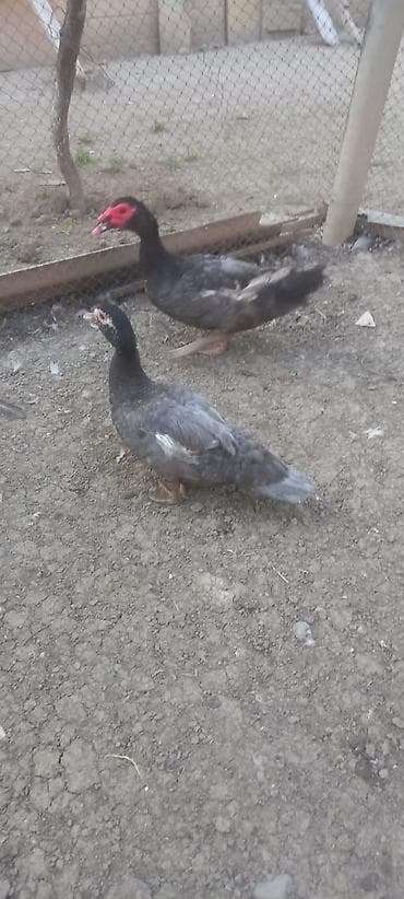 kend çolpası: Erkək, | Lal ördək, Ətlik — 1