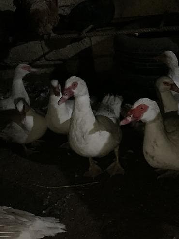 Lal ördəklər satılır qiymət sonu 30 azndi yumurtalıqdı