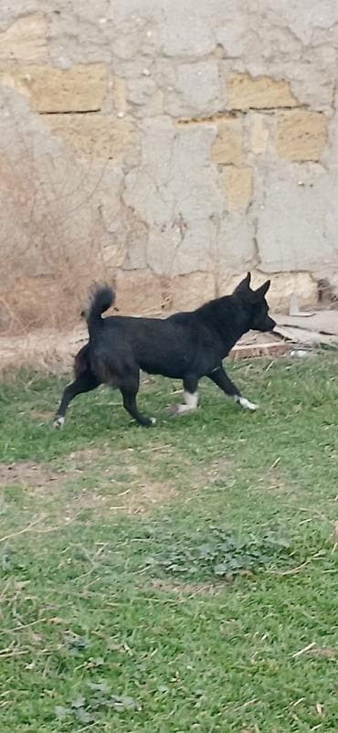 taxda qefes: 1 il, Dişi — 6