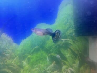 Бусы: Гуппи, Мирные, Платная доставка — 7