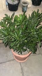 ev gülü: Her biri ucuz kimete Gencededi catirma var size yaxin yere ancag — 33