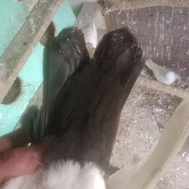 pavlin goyərcin: Qara boyun deste qara quyruq erkek mayad 2- birlikde 30 azn 1 eded — 3