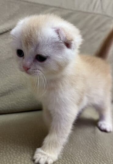 erkək pişik: Qızıl şinşilla, Erkək — 2