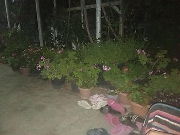 Güllü saksı bitkiləri – balkon, terras və bağ üçün - Müxtəlif növ