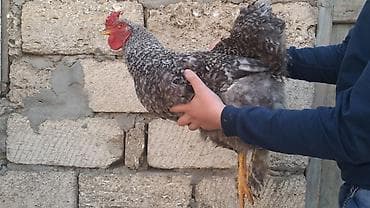 heratı xoruzlar: Xoruz, Brama, il: 1 — 3