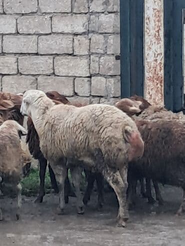 sort qoyunlar: Erkək, il: 1, 60 kq, Damazlıq, Ünvandan götürmə — 2