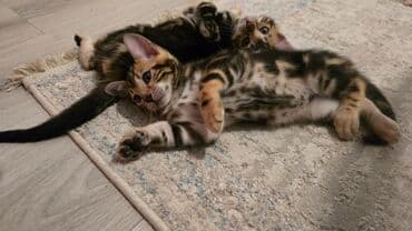 Benqal lalafo.az -da Benqal