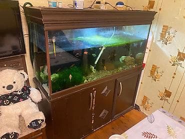 Böyük həcmli akvarium komplekti – şkaflı 500_litir su həcimi şüşənin