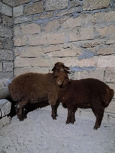 qoyun satışı: Erkək, Qala, il: 1, 27 kq, Damazlıq, Ödənişli çatdırılma — 1