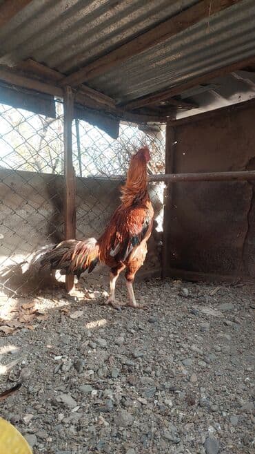 qaz və ordək: Xoruz, il: 1 — 4