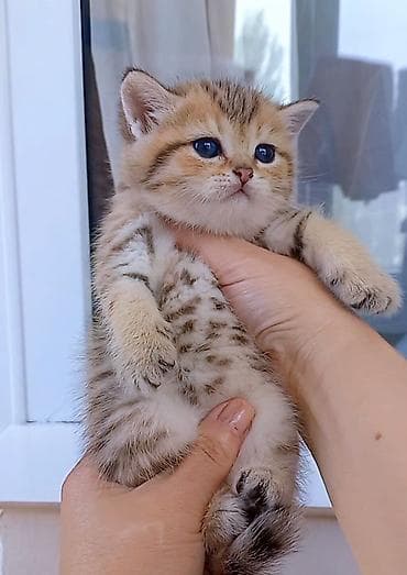 silver sinsilla: Britan, Dişi, Yaxşı əllərə, Ünvandan götürmə — 6