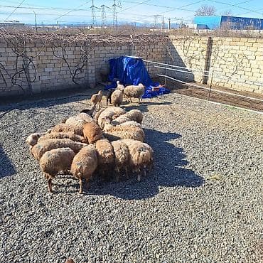 Damazliq 18qoyun 11 denesi yani balali 8 bogaz cemi 29dene heyvandi