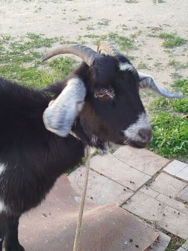 it etibarli ellere verilir: Qara-ağ rəngli buzgözlü keçi - Növ: keçi (şaxəli buynuzlu) - Rəng — 3