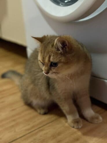 Toyota: Britan — 5