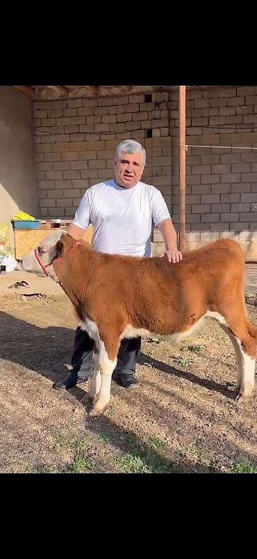 Satılır: simmental tipli dana - Cins: ətli istiqamət – simmental — 10