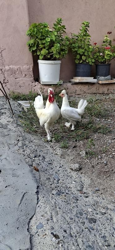 ucuz pisik yemekleri: Yaponka cütü 50 azn.kəkilli ayağı lələkli — 2