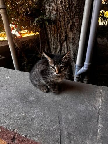 gözəl pişik şəkilləri: Tabbi, Yaxşı əllərə — 5