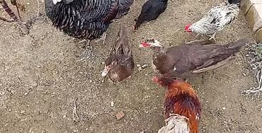 cücə və xoruz təmsil: Səsli ördək+Hinduşqalar+krasnodar ördək bu heyvanlar satılır hamısı — 1